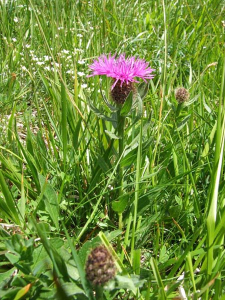 Aiuto - Centaurea...
